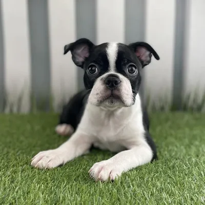 Female Boston Terrier Puppy for Sale in Schererville, IN