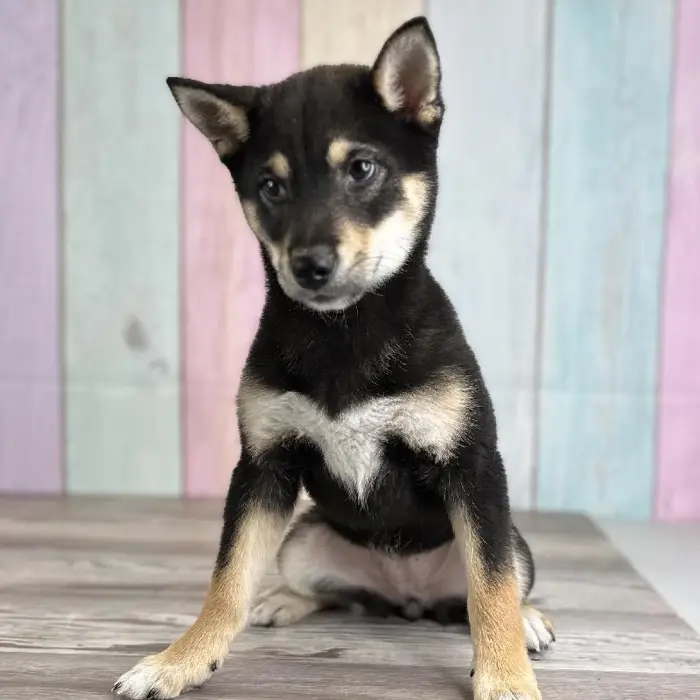 Female Shiba Inu Puppy for Sale in Schererville, IN