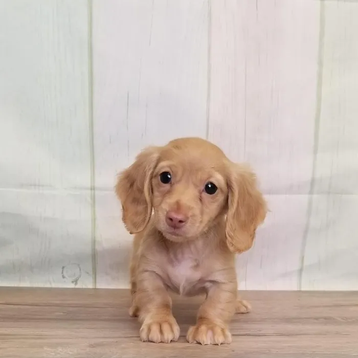 Female Miniature Dachshund Puppy for Sale in Schererville, IN