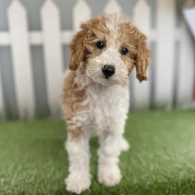 Female Miniature Goldendoodle Puppy for Sale in Schererville, IN