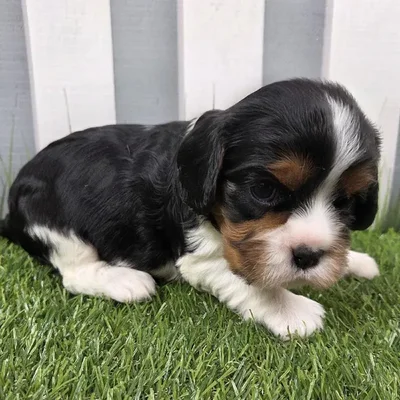 Female Cavalier King Charles Spaniel Puppy for Sale in Schererville, IN