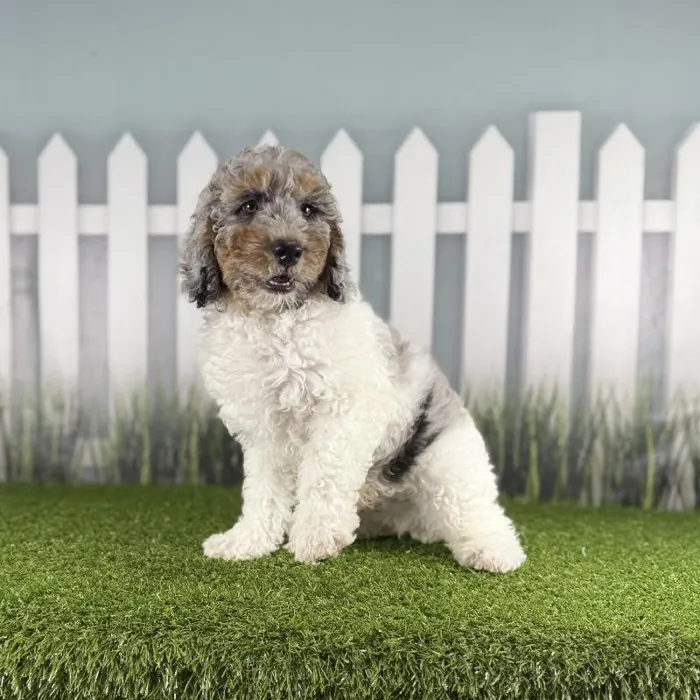 Male Miniature Aussiedoodle Puppy for Sale in Indianapolis, IN