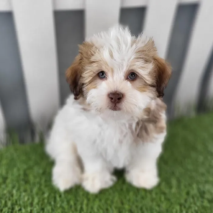 Female Havanese Puppy for Sale in Schererville, IN