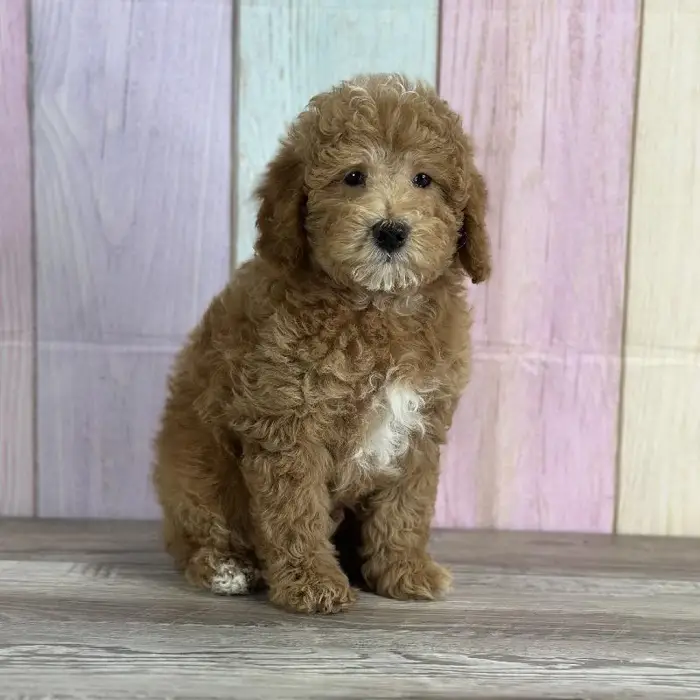 Male Miniature Poodle Puppy for Sale in Indianapolis, IN