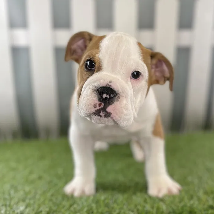 Female English Bulldog Puppy for Sale in Schererville, IN