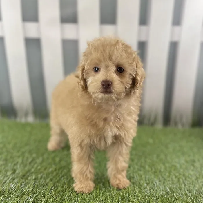 Female Toy Poodle Puppy for Sale in Schererville, IN