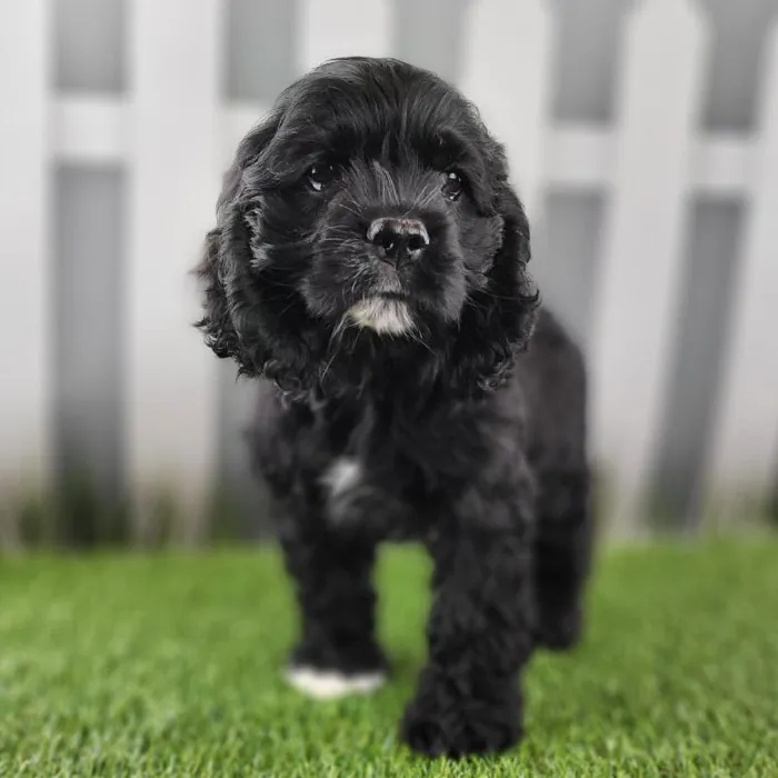 Male Cocker Spaniel Puppy for Sale in Schererville, IN
