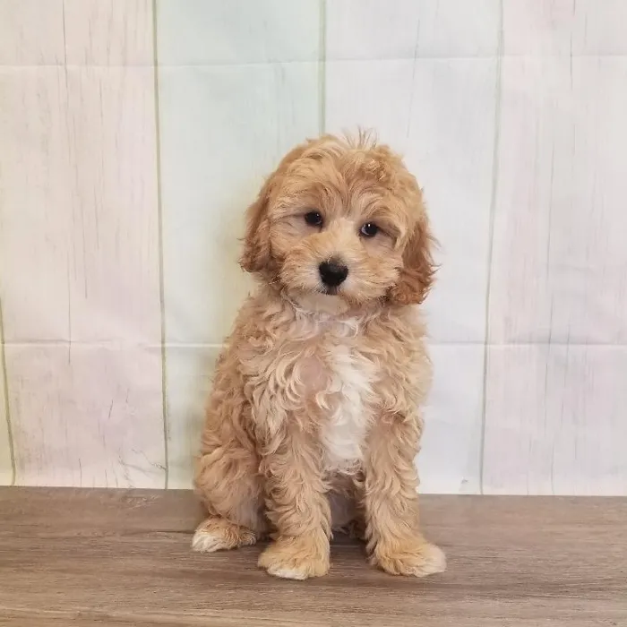 Male Coton-Poo Puppy for Sale in Schererville, IN