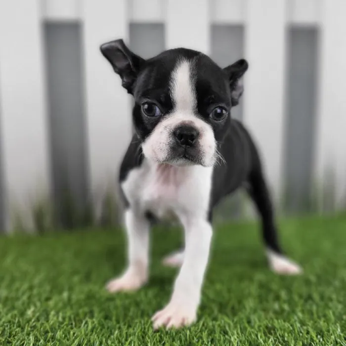 Female Boston Terrier Puppy for Sale in Schererville, IN