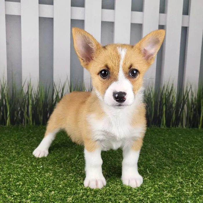Female Pembroke Welsh Corgi Puppy for Sale in Indianapolis, IN