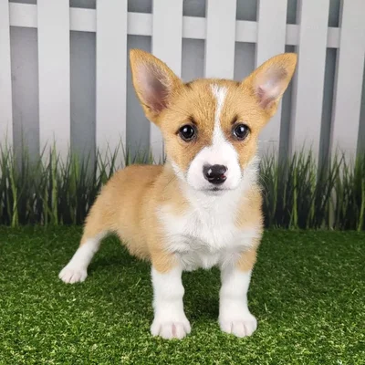 Female Pembroke Welsh Corgi Puppy for Sale in Indianapolis, IN