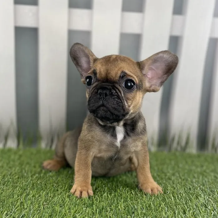 Male French Bulldog Puppy for Sale in Schererville, IN