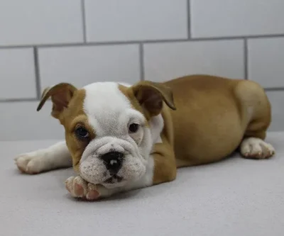 Female English Bulldog Puppy for Sale in Schererville, IN