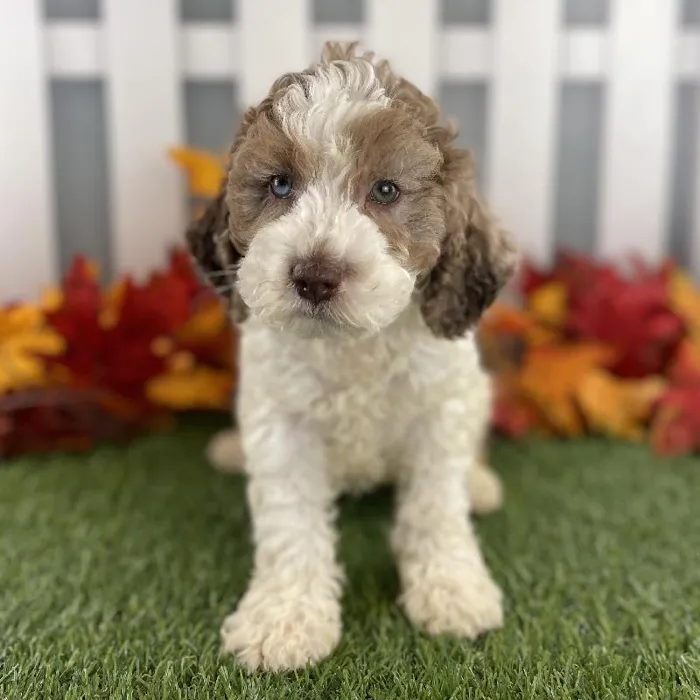 Male Cockapoo Puppy for Sale in Schererville, IN
