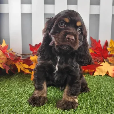 Male Cocker Spaniel Puppy for Sale in Schererville, IN