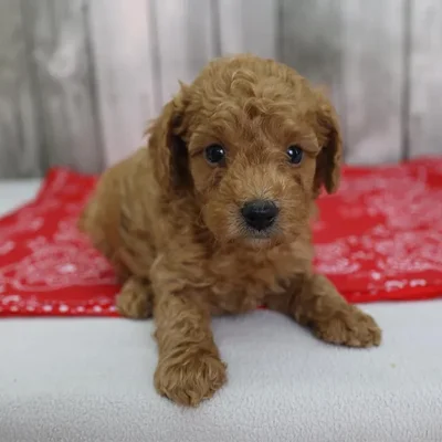 Male Toy Poodle Puppy for Sale in Schererville, IN