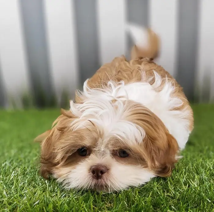 Male Shih Tzu Puppy for Sale in Schererville, IN