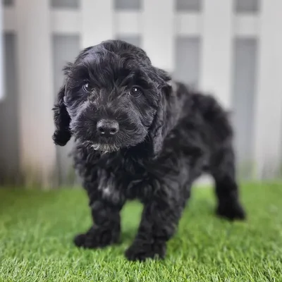 Male Cavapoo Puppy for Sale in Schererville, IN