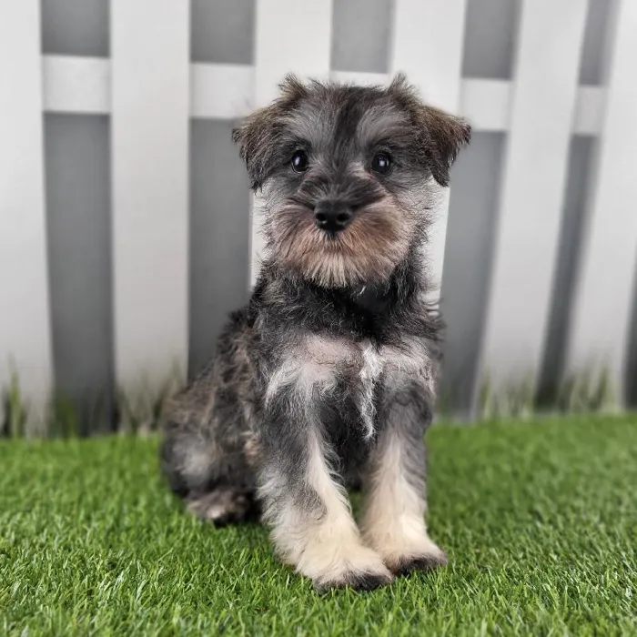 Male Miniature Schnauzer Puppy for Sale in Schererville, IN