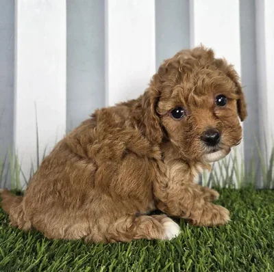 Male Cavapoo Puppy for Sale in Schererville, IN