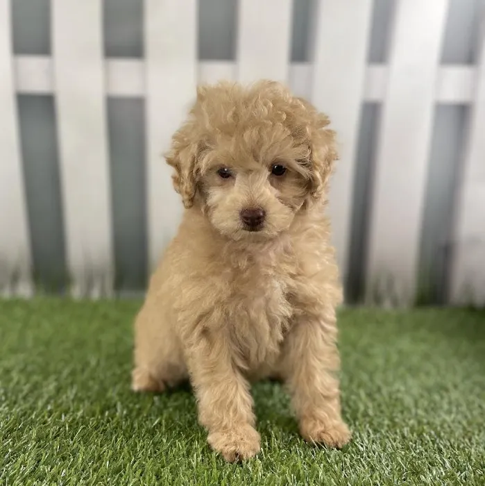 Female Toy Poodle Puppy for Sale in Schererville, IN