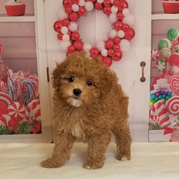 Female Peekapoo Puppy for Sale in Schererville, IN