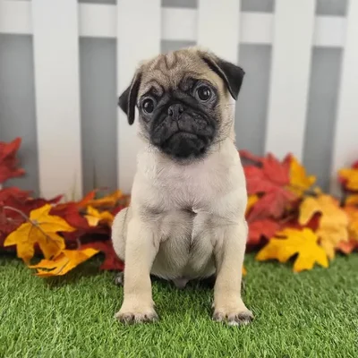 Male Pug Puppy for Sale in Schererville, IN