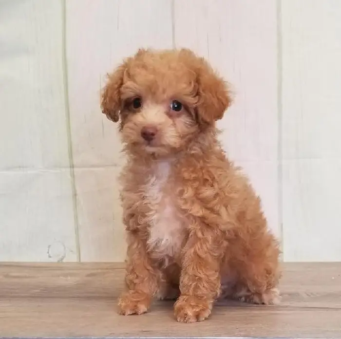 Male Toy Poodle Puppy for Sale in Schererville, IN