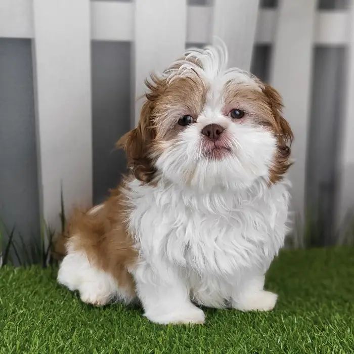 Male Shih Tzu Puppy for Sale in Schererville, IN