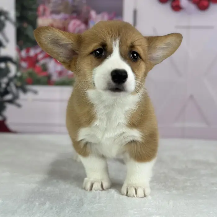 Female Pembroke Welsh Corgi Puppy for Sale in Indianapolis, IN