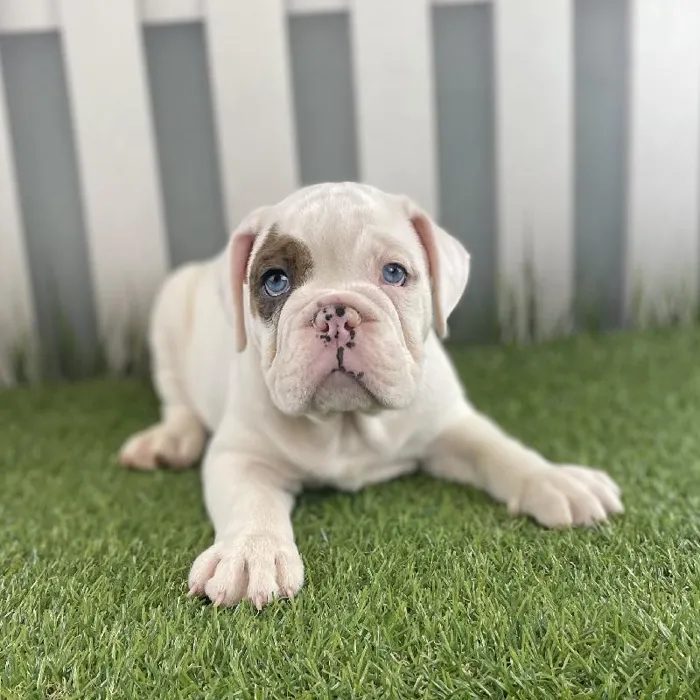 Male Victorian Bulldog Puppy for Sale in Schererville, IN