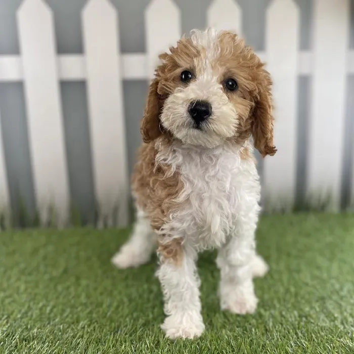 Female Miniature Goldendoodle Puppy for Sale in Schererville, IN