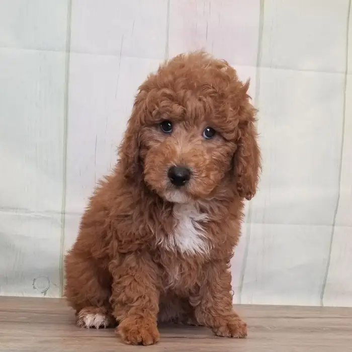 Male Miniature Goldendoodle Puppy for Sale in Schererville, IN