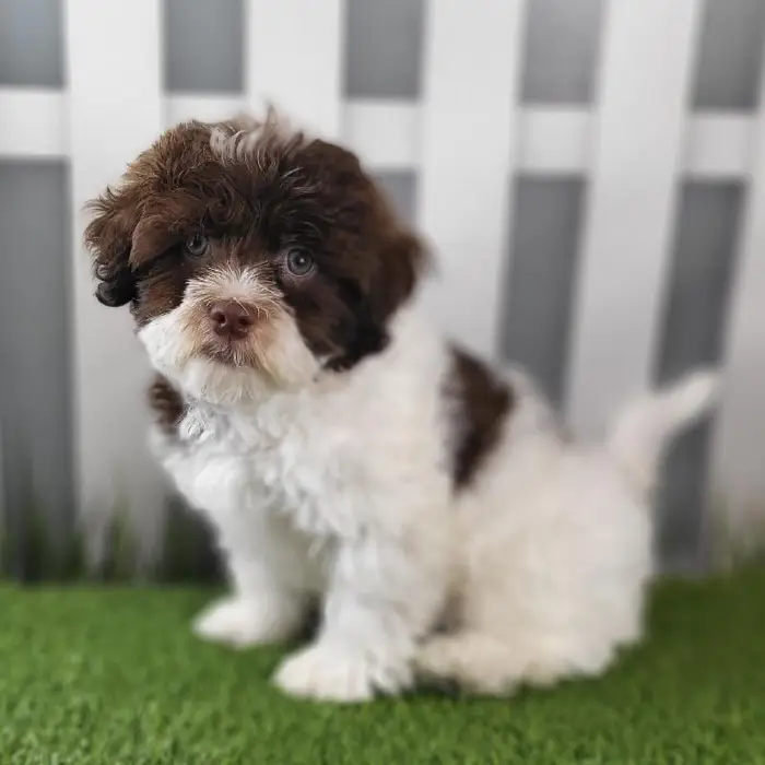 Male Havanese Puppy for Sale in Schererville, IN