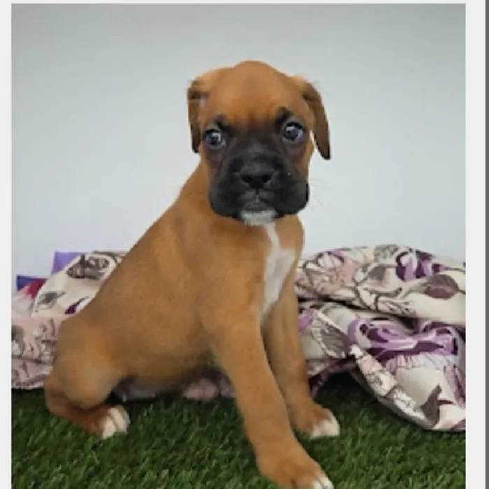 Female Boxer Puppy for Sale in Schererville, IN