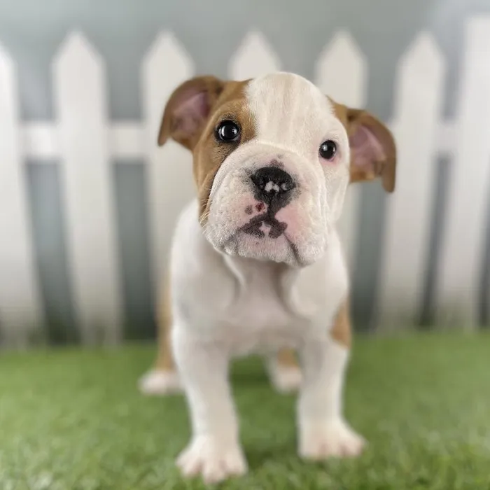 Female English Bulldog Puppy for Sale in Schererville, IN
