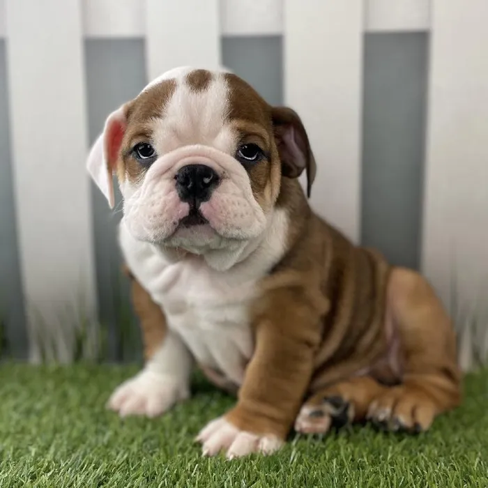Male Victorian Bulldog Puppy for Sale in Schererville, IN