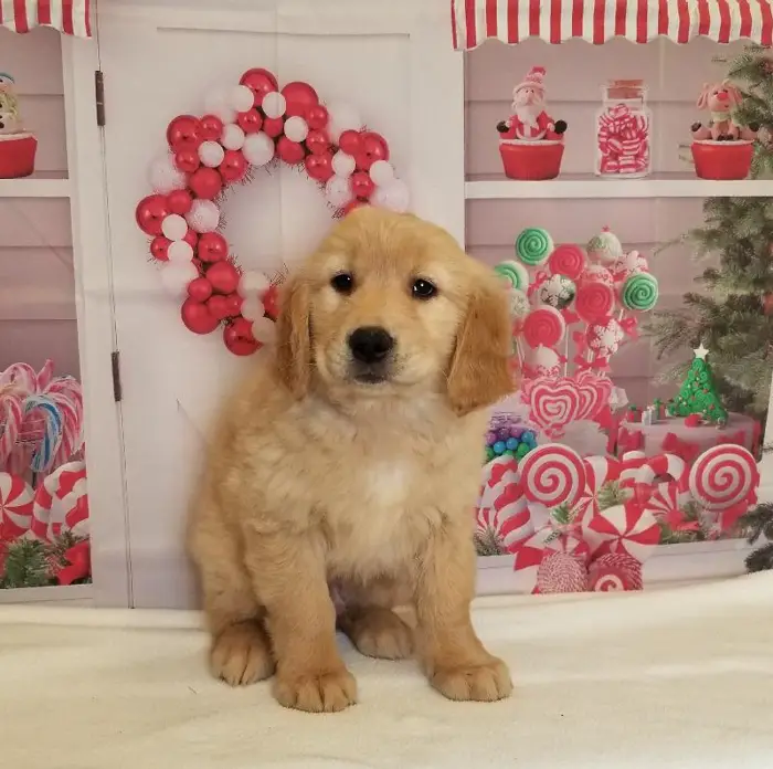 Male Golden Retriever Puppy for Sale in Schererville, IN