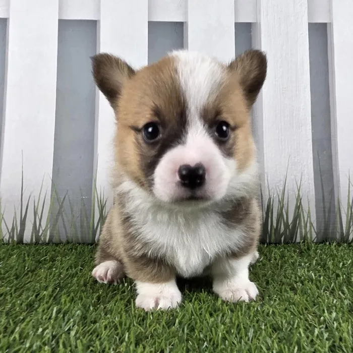 Female Pembroke Welsh Corgi Puppy for Sale in Schererville, IN