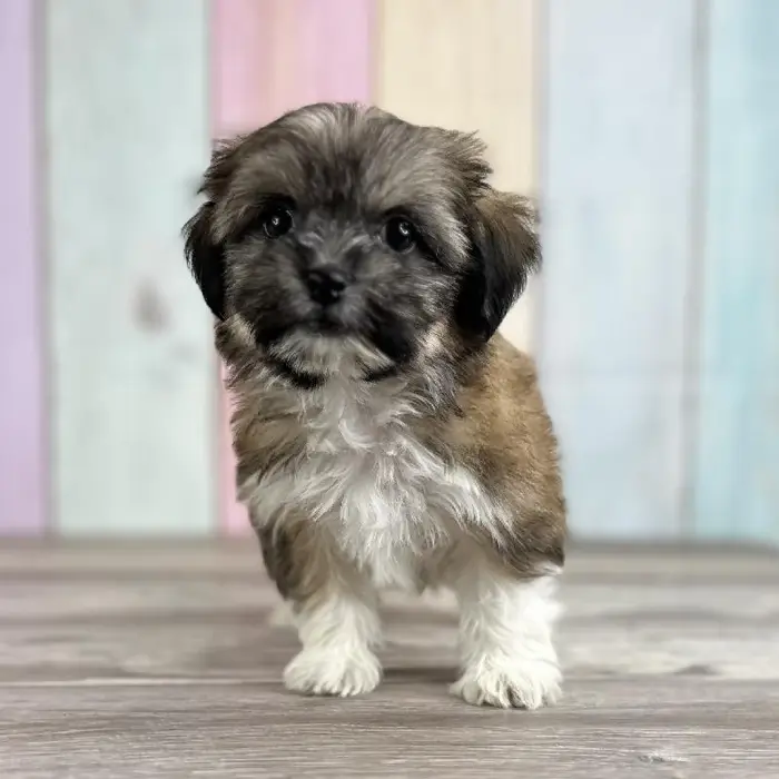 Male Shih-Chon Puppy for Sale in Indianapolis, IN