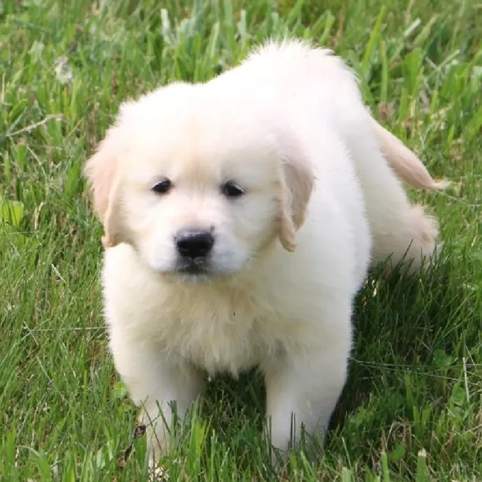 Male Golden Retriever Puppy for Sale in Schererville, IN