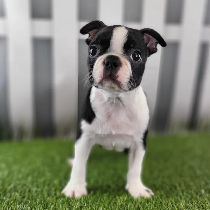 Female Boston Terrier Puppy for Sale in Schererville, IN