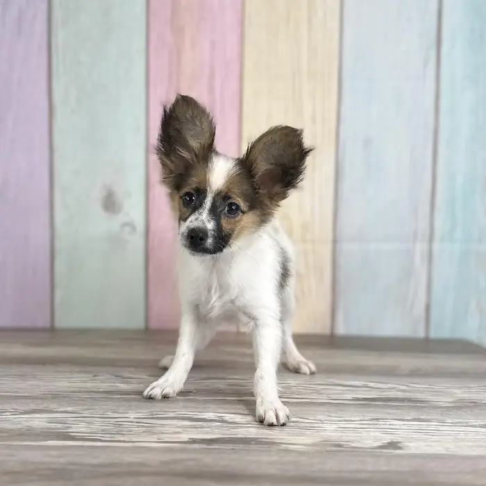 Male Papillon Puppy for Sale in Schererville, IN