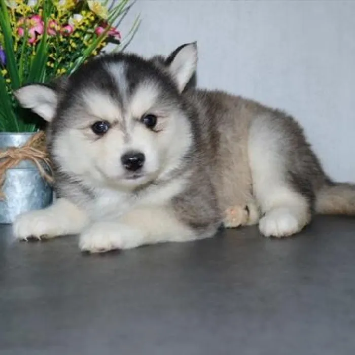 Male Pomsky Puppy for Sale in Schererville, IN