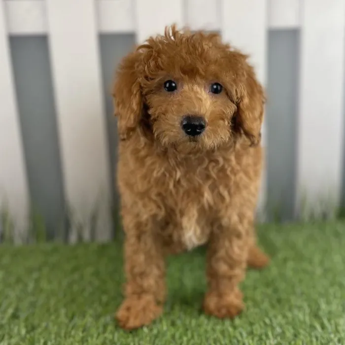 Male Toy Poodle Puppy for Sale in Schererville, IN