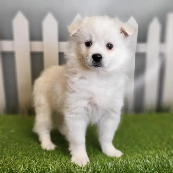 Male American Eskimo Puppy for Sale in Indianapolis, IN