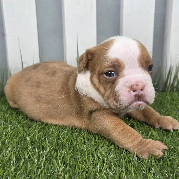 Male Victorian Bulldog Puppy for Sale in Schererville, IN