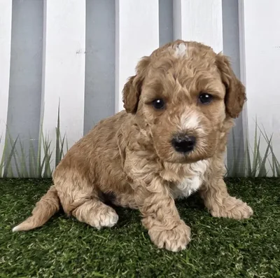 Female Miniature Goldendoodle Puppy for Sale in Schererville, IN