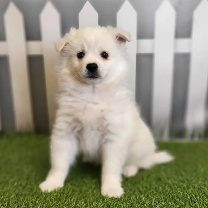 Male American Eskimo Puppy for Sale in Indianapolis, IN
