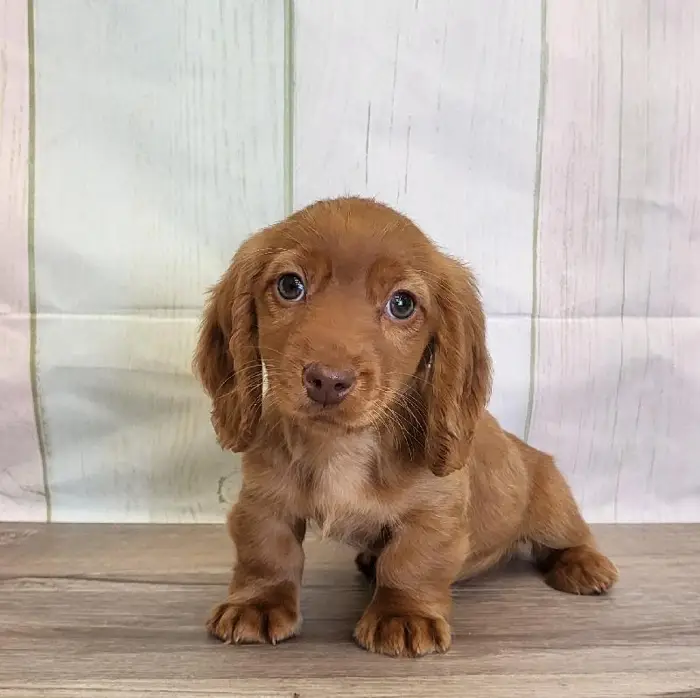 Female Miniature Dachshund Puppy for Sale in Schererville, IN